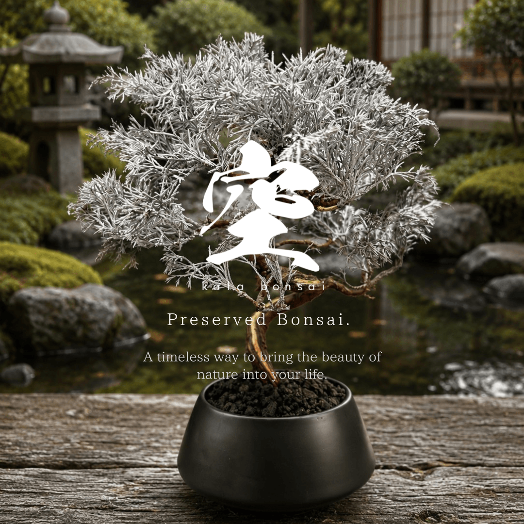 KALA BONSAI — Japanese preserved bonsai